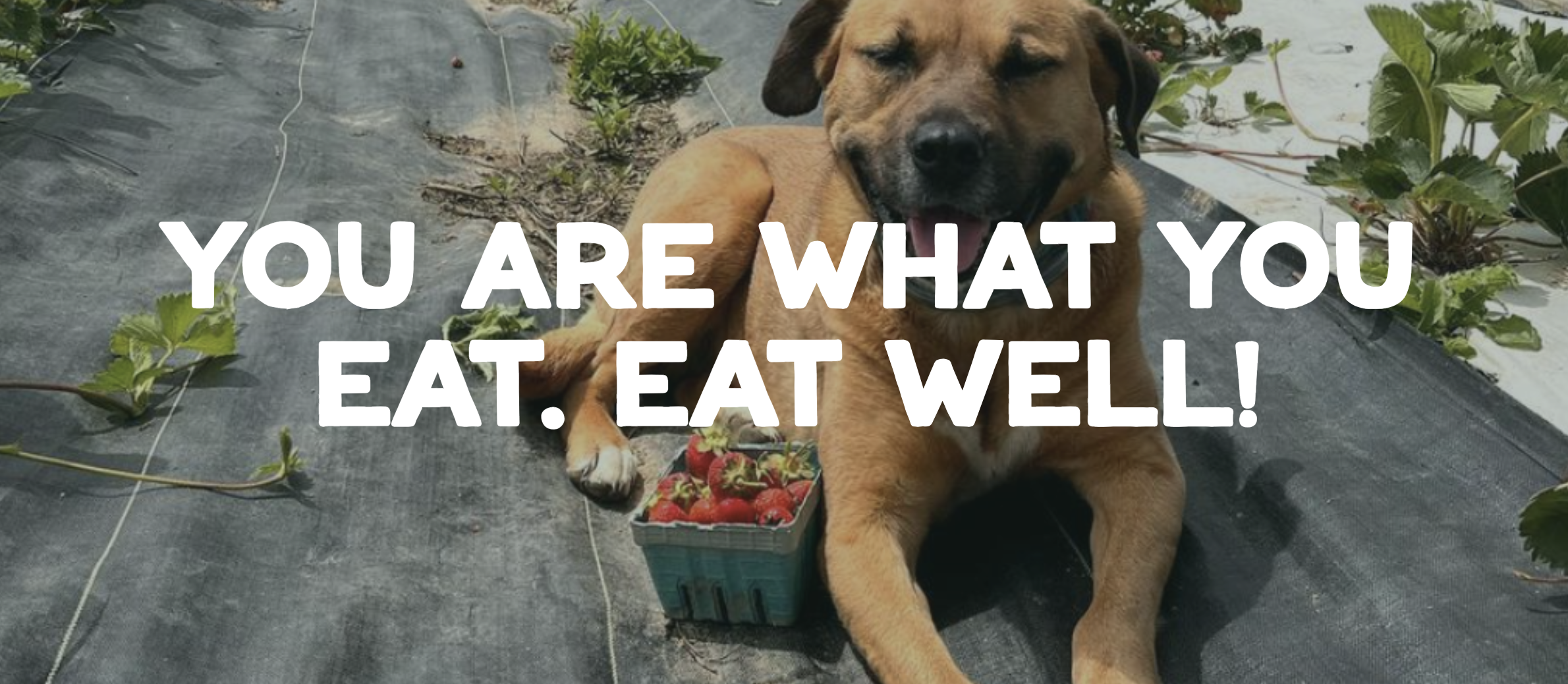 Where the Farm Meets the Market: A Visit to Red Dog Market